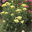 Yarrow