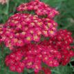 Paprika Yarrow