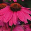 Echinacea - Pow Wow Berry