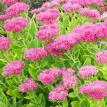 Neon Sedum