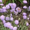 Scabiosa - Pin Cushions